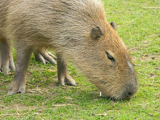 Capybara by Finlay Cox http://commons.wikimedia.org/wiki/User:FinlayCox143
